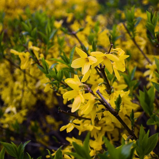 early spring blooms