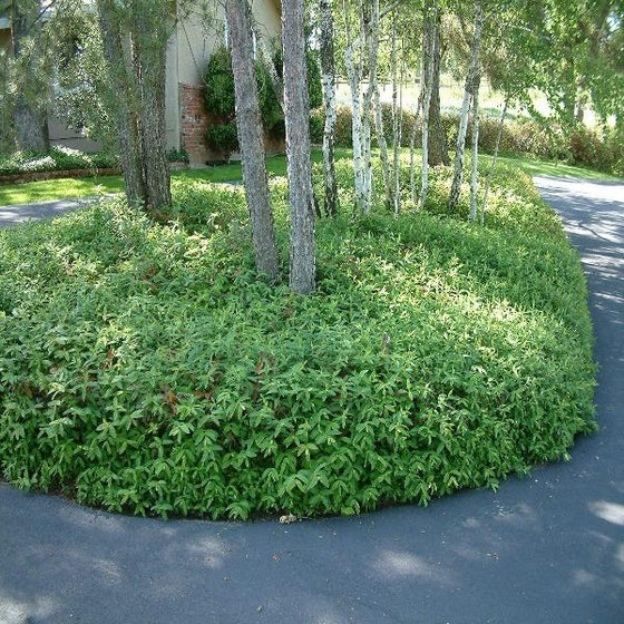 Hypericum Groundcover Plants