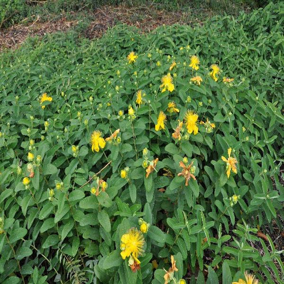 Hypericum calycinum groundcover St. Johns Wort