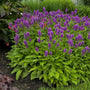 Stachys Hummelo in the garden