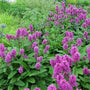 Stachys Hummelo