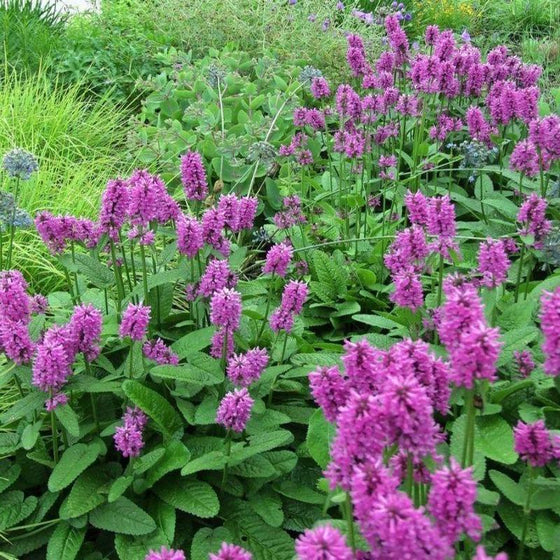 Stachys Hummelo
