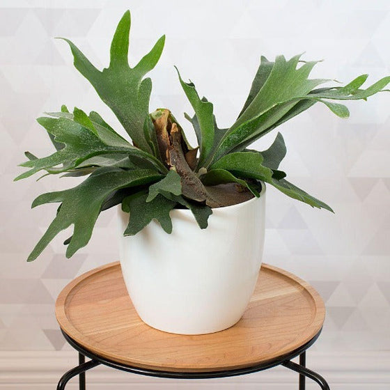 Staghorn Fern in white ceramic pot showing flat branching