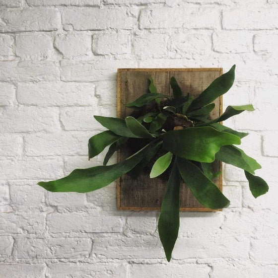 Staghorn Fern on wooden wall