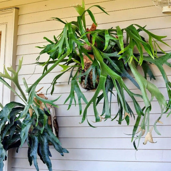 Staghorn Fern trailing branching on wall