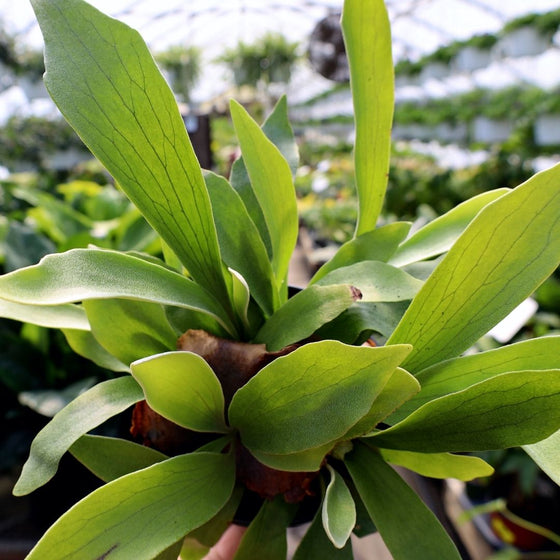 Staghorn ferns have unique veiny leaves unlike any other fern