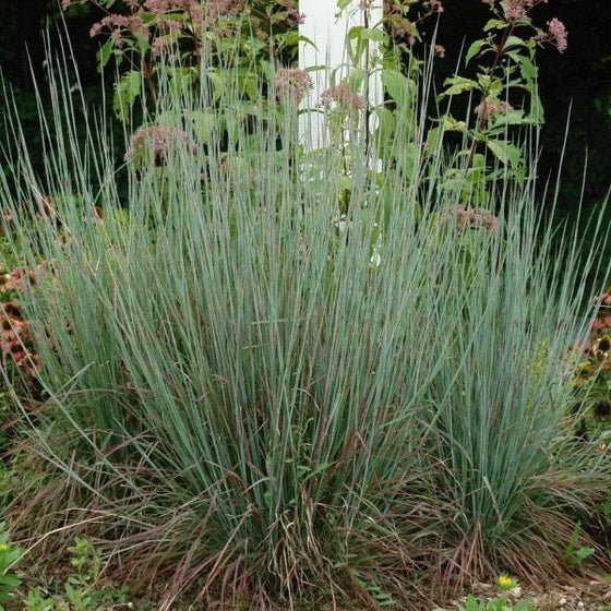 Standing Ovation Little Bluestem in full sun with upright blue-green foliage and red-bronze fall tones.