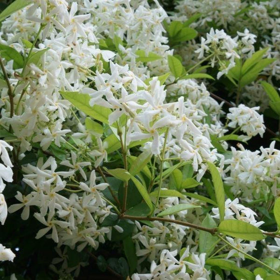 Madison Star Jasmine in full bloom with fragrant white flowers and green foliage