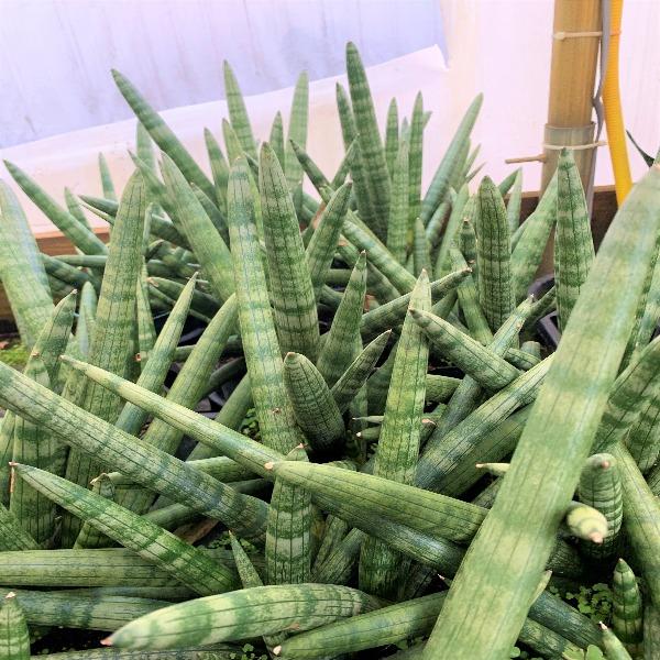 Rare Boncel Starfish Snake Plant -Sanseveria- Almost Impossible to Kill