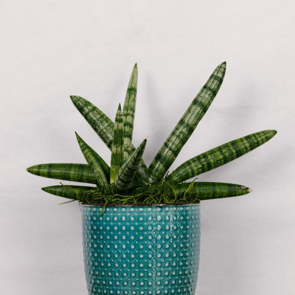 Rare Boncel Starfish Snake Plant -Sanseveria- Almost Impossible to Kill