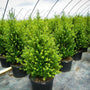 small steeds holly tree with evergreen foliage