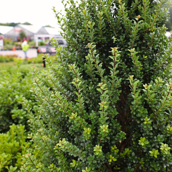 close up of evergreen steeds holly foliage