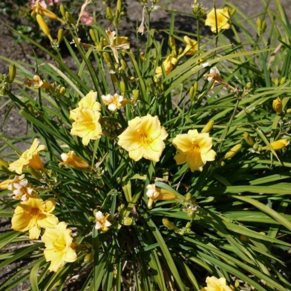 Stella D'Oro Daylily | Reblooming Yellow Hemerocallis