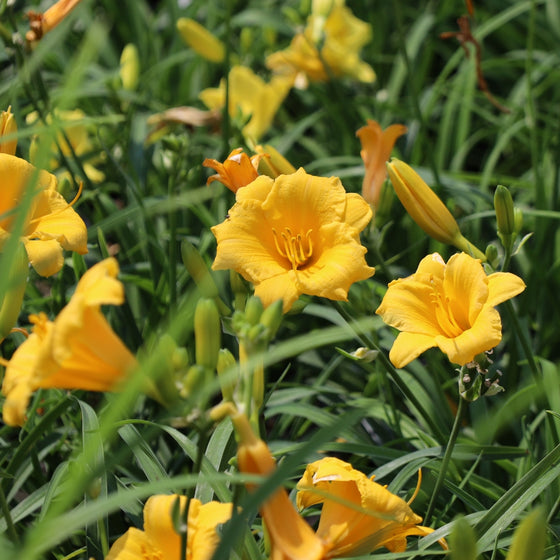 warm golden yellow blooms on stella d'oro daylily
