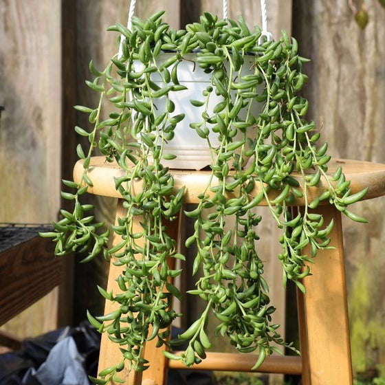string of bananas foliage in a hanging basket