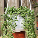 pot full of string of bananas succulent stems covered in banana shaped leaves