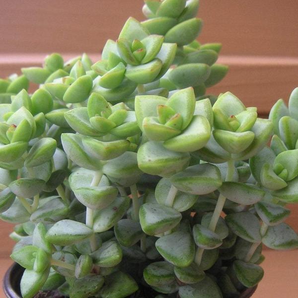 succulent string of buttons String of Buttons Plants for Sale