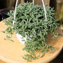 pot full of vibrant String of Dolphin Plant