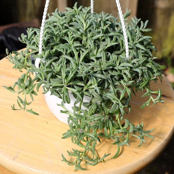 pot full of vibrant String of Dolphin Plant