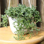close depth look of String of Dolphin succulent Plant