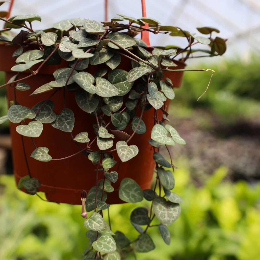 string to hang plants Buy String Of Hearts Plant Online: RARE Ceropegia Woodii Succulent 6 inch by Succulents Box