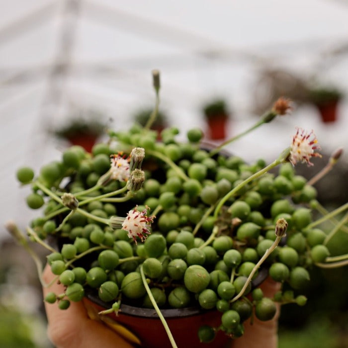 succulent senecio rowleyanus Buy String Of Pearls Hanging Succulent Plant Online 6 inch / Minimalist Pot by Succulents Box
