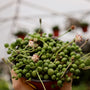 String of Pearls close up flowers