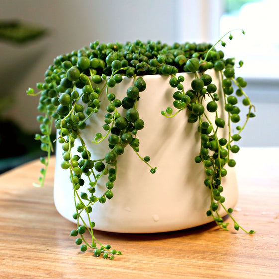 close look at the soft green circular foliage on the string of pearls sold online