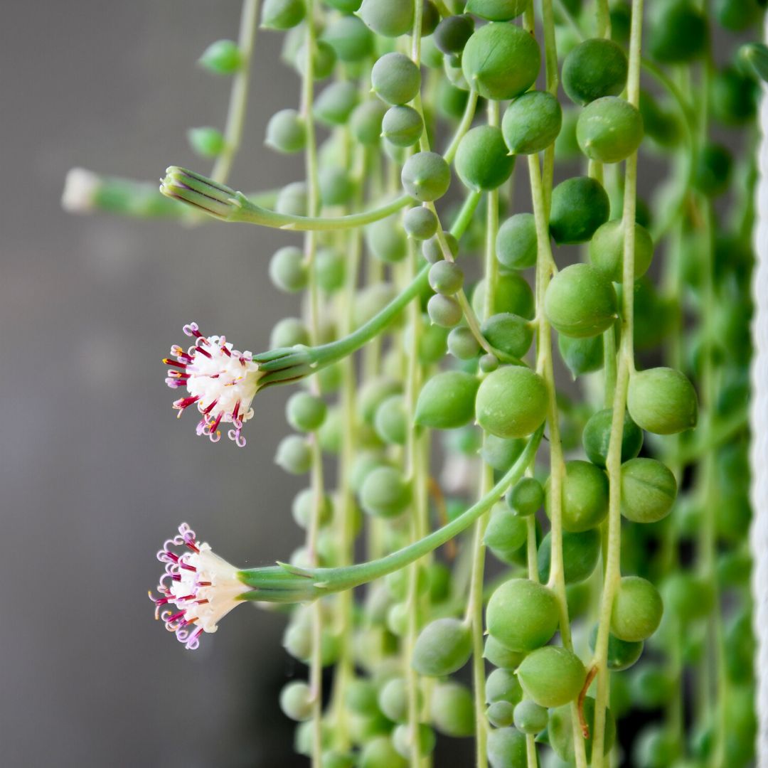 Buy String of Pearls Plants Online | Garden Goods Direct