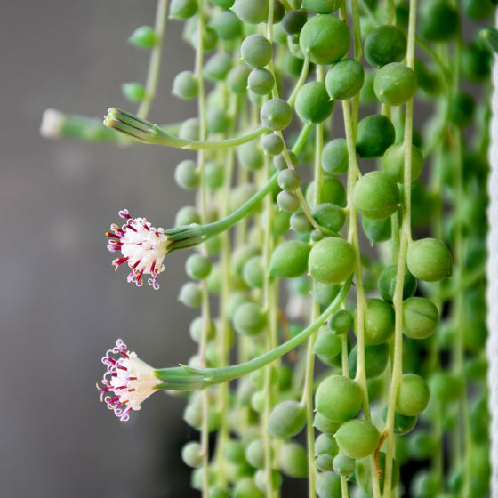 string of pearls blooming close up