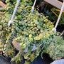 string of turtles trailing foliage with small round succulant leaves