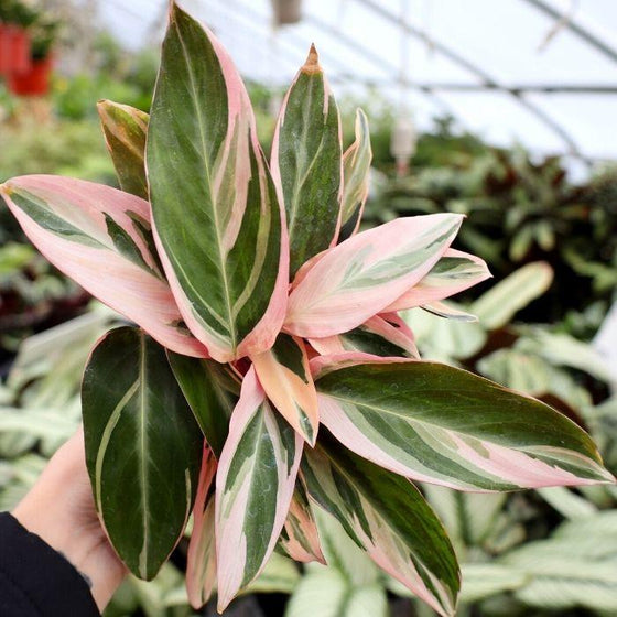 stromanthe triostar are variegated foliage with pink undersides