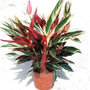 Stromanthe Triostar has brilliant variegated pink white and green foliage