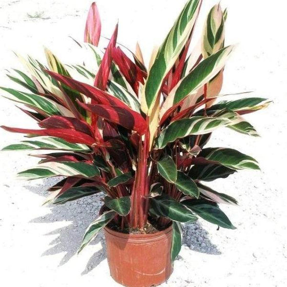Stromanthe Triostar has brilliant variegated pink white and green foliage
