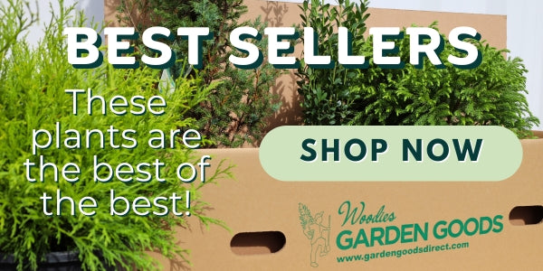 BEST SELLERS: These plants are the best of the best