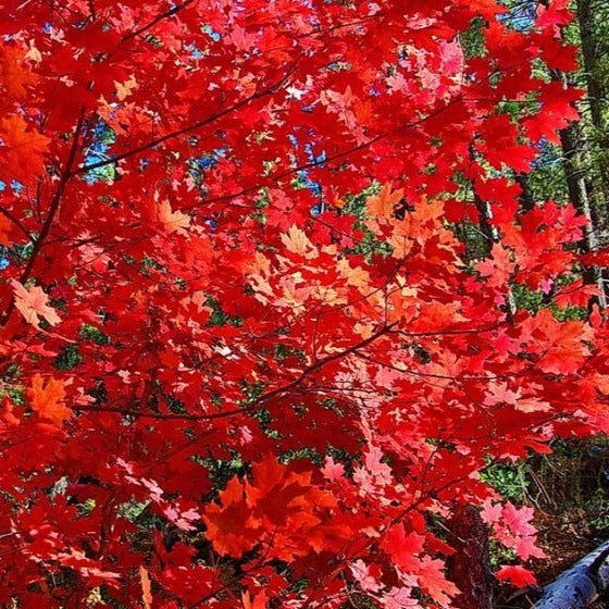 Summer Red Maple red fall coloring