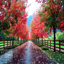 Fall color od Maple Summer Red lining Driveway