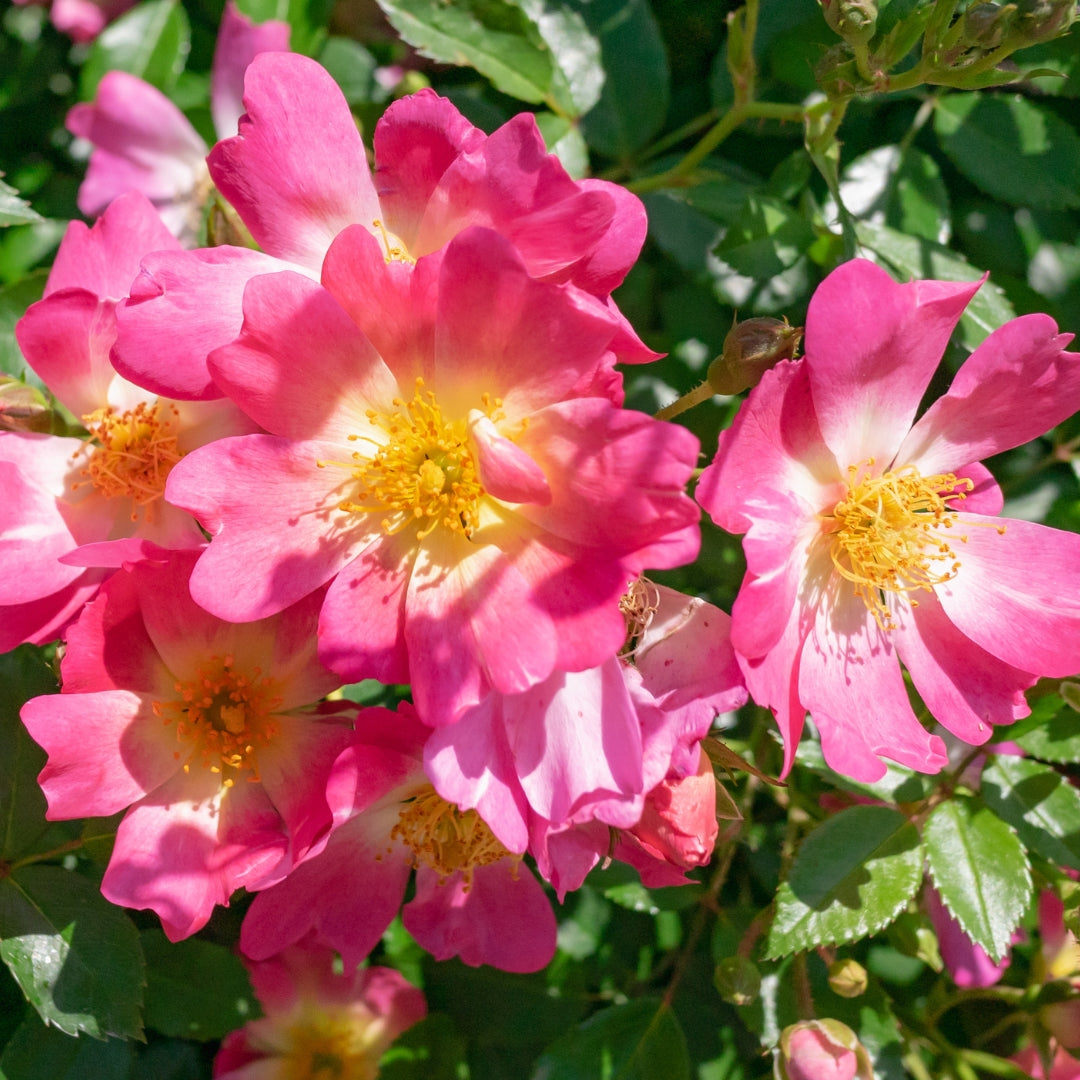Pinkrose  Pink Drift Rose for Sale | Garden Goods Direct