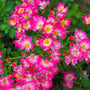 close up view of mass of vibrant pink a gold pink drift rose blooms