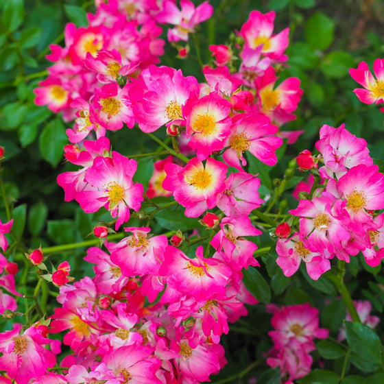 close up view of mass of vibrant pink a gold pink drift rose blooms