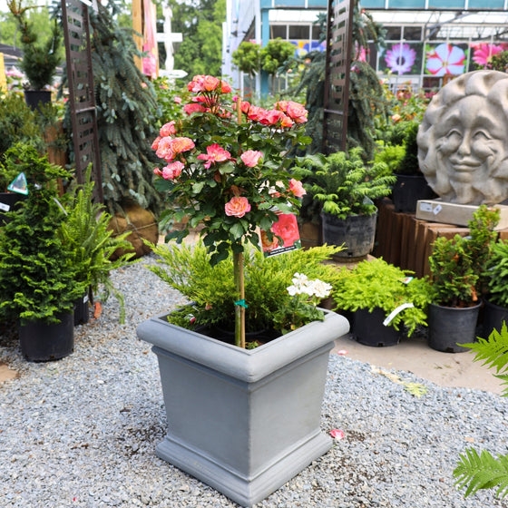 vibrant peach sunblaze rose tree potted with evergreens for a porch pot display