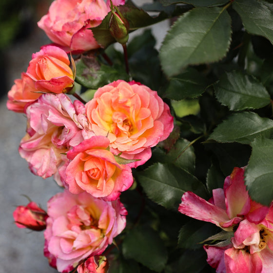 close up view of peachy blooms on peach sunblaze tree rose