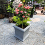 vibrant peach sunblaze rose tree potted with evergreens for a porch pot display