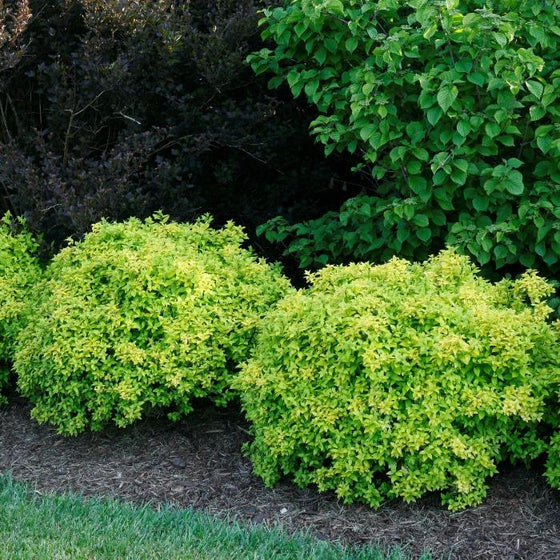 bright yellow green evergreen barberry shrub sunjoy citrus