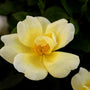Knockout rose completely transformed into a bright yellow