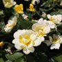 bright white and creamy yellow flowers of the sunny knockout rose