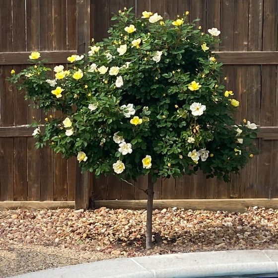 sunny knock out rose tree