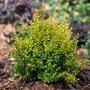 sunshine Ligustrum shrub with dense yellow foliage