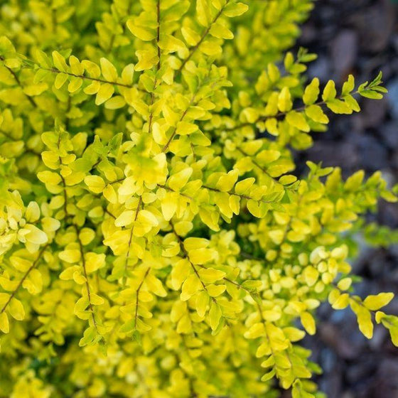 close up of bright yellow foliage on sunshine Ligustrum shrub