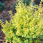 sunshine ligustrum shurb with bright yellow foliage